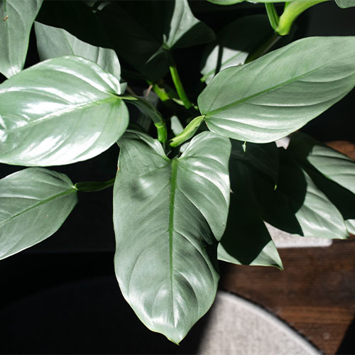 Pisces Season Houseplants Salisbury Greenhouse Blog