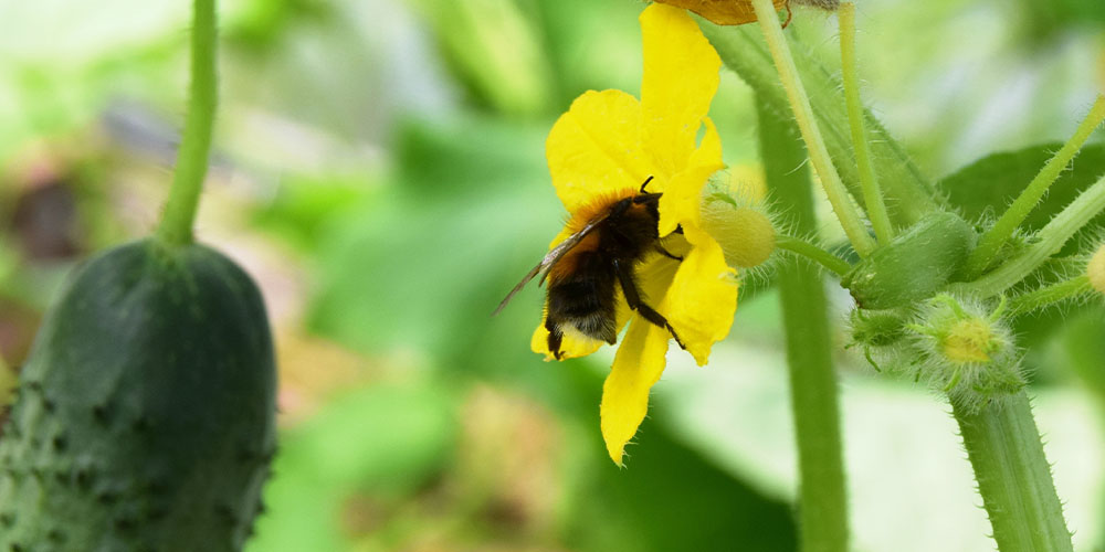 Salisbury Greenhouse-Alberta-Reasons to Grow Your Own Food-cucumber flower pollinator