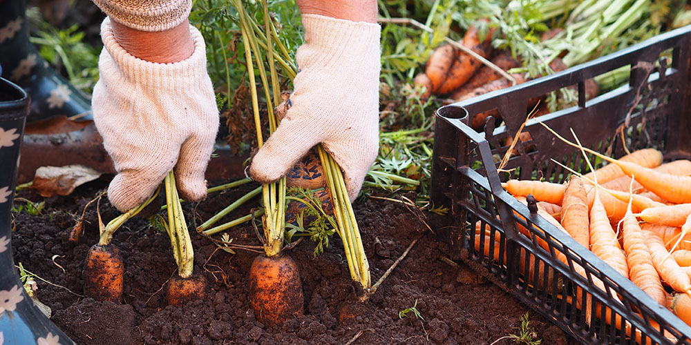Salisbury Greenhouse-Alberta-Reasons to Grow Your Own Food-harvesting carrots