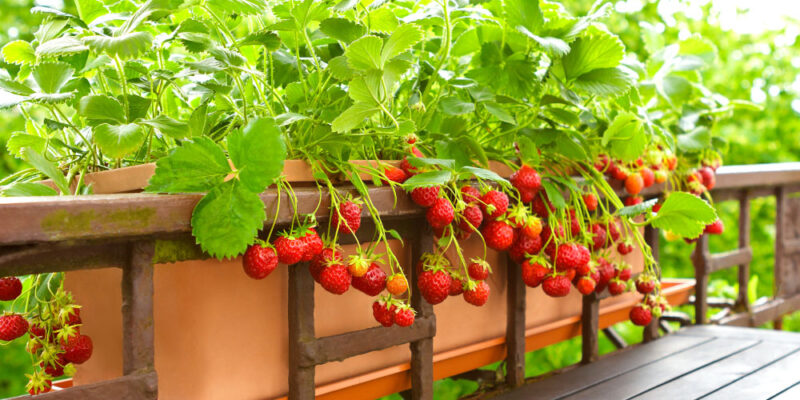Why You Should Grow Your Own Food - Salisbury Greenhouse - Sherwood ...