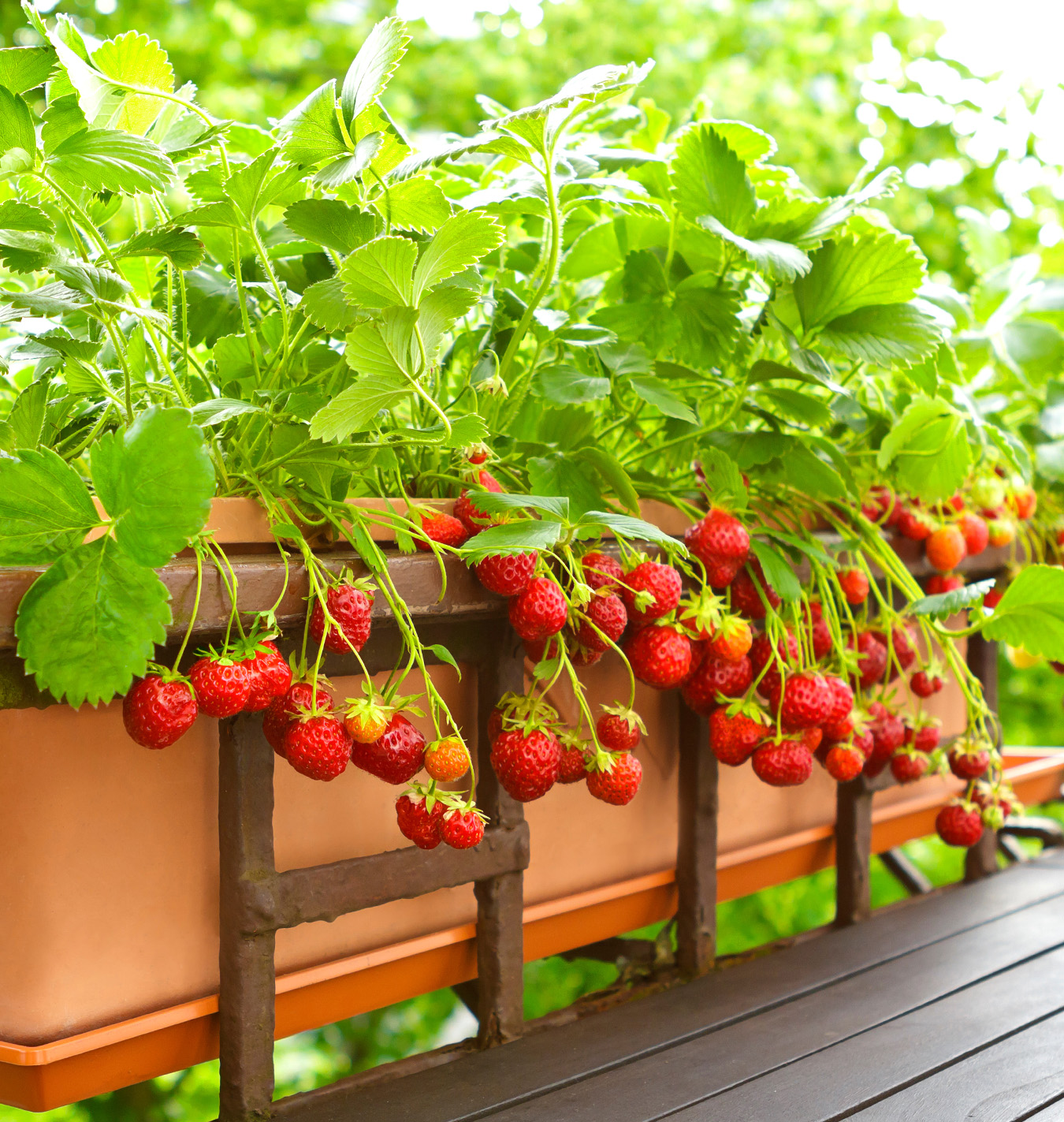 Salisbury Greenhouse-Alberta-Reasons to Grow Your Own Food-strawberries