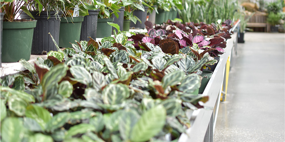 Salisbury Greenhouse-Alberta-Save Your Calatheas from Winter Cold and Pests--calatheas in greenhouse