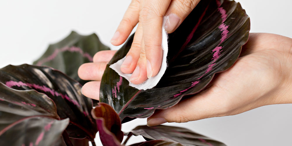 Salisbury Greenhouse-Alberta-Save Your Calatheas from Winter Cold and Pests-dusting plant leaf