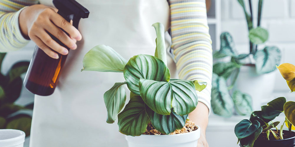 Salisbury Greenhouse-Alberta-Save Your Calatheas from Winter Cold and Pests