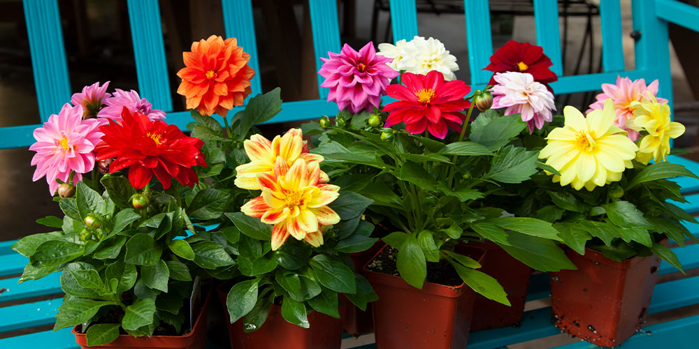 Salisbury GreenhouseAlbertaThe Best Planting Daysdahlias 3.5inch pot