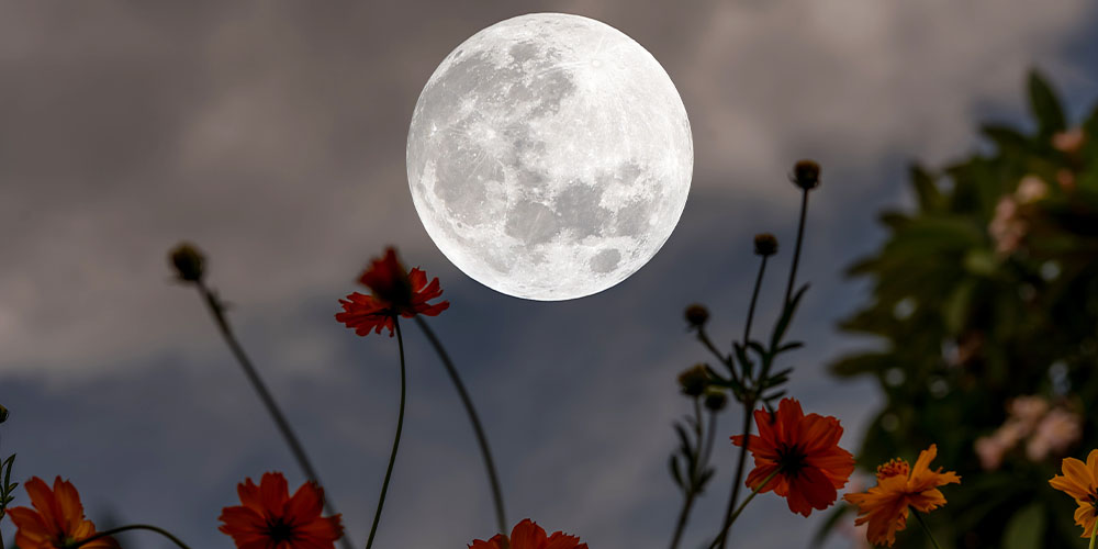 Salisbury Greenhouse-Alberta-The Best Planting Days-moon over garden flowers