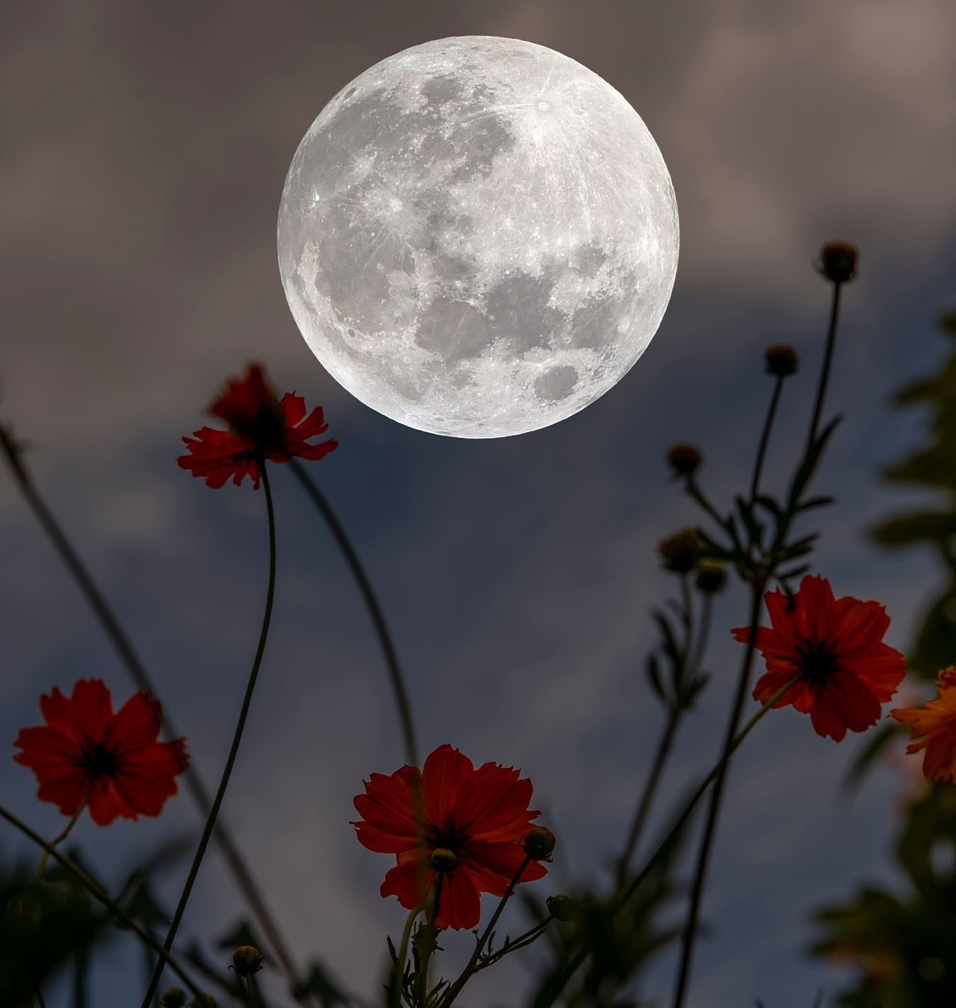 Salisbury Greenhouse-Alberta-The Best Planting Days-moon over the garden