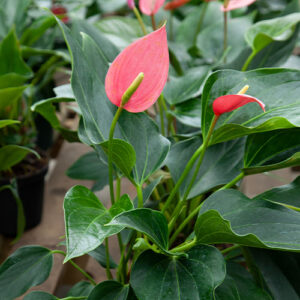 Salisbury Greenhouse-Alberta-Winter Flowering Houseplants for Some Serotonin-anthurium