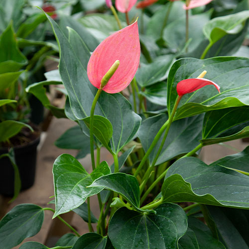 Mental Wellness with Plants Series: Winter Flowering Houseplants for ...