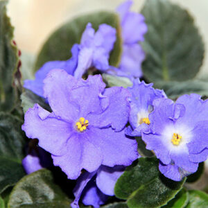 Salisbury Greenhouse-Alberta-Winter Flowering Houseplants for Some Serotonin-blooming african violet