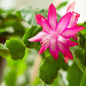 Salisbury Greenhouse-Alberta-Winter Flowering Houseplants for Some Serotonin-christmas cactus