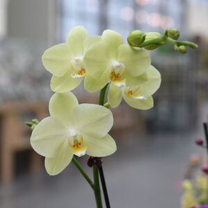 Salisbury Greenhouse-Alberta-Winter Flowering Houseplants for Some Serotonin-moth orchid