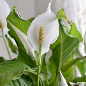 Salisbury Greenhouse-Alberta-Winter Flowering Houseplants for Some Serotonin-peace lily