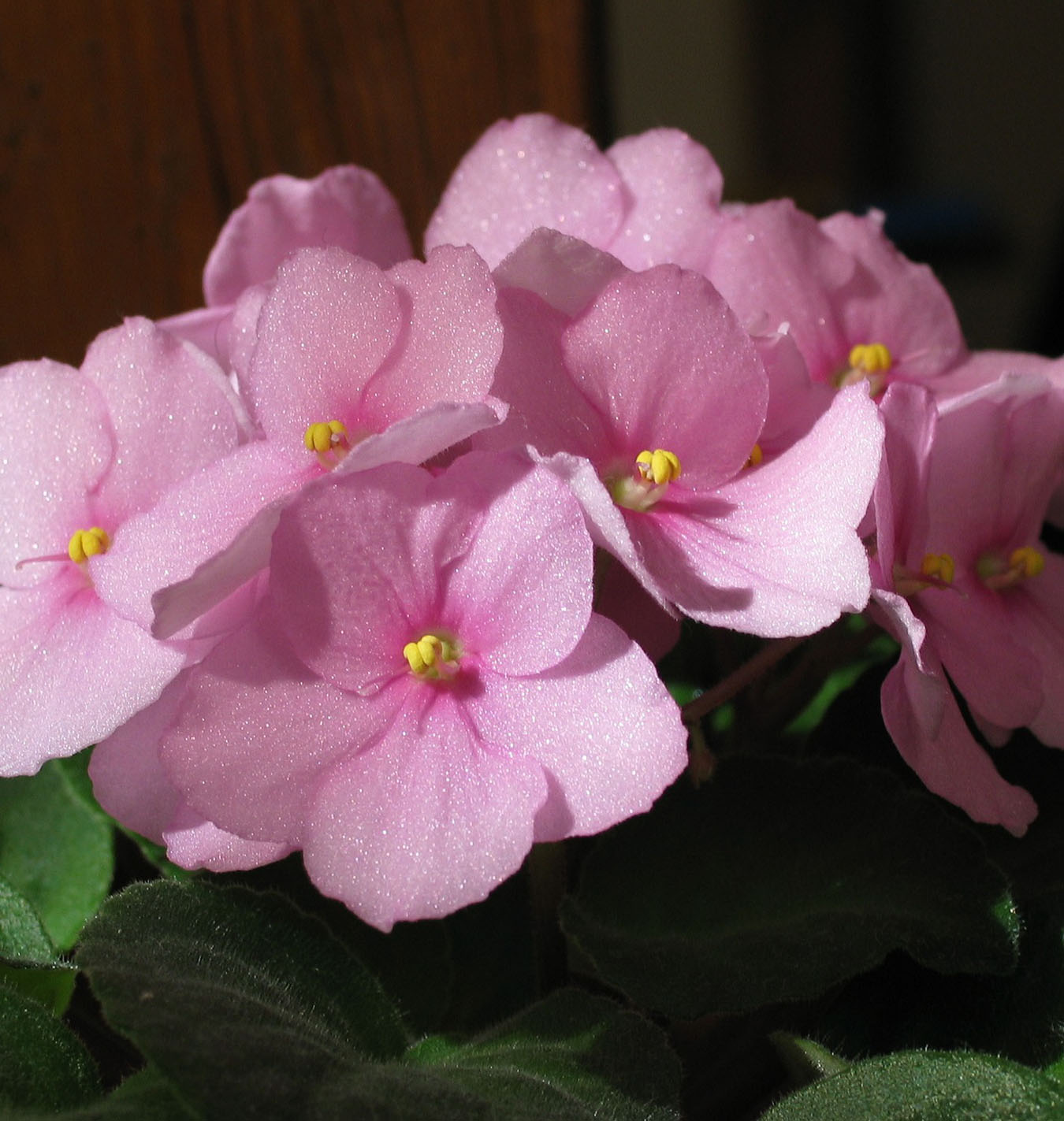 Salisbury Greenhouse-Alberta-Winter Flowering Houseplants for Some Serotonin-pink african violet