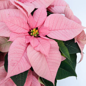 Salisbury Greenhouse-Alberta-Winter Flowering Houseplants for Some Serotonin-poinsettia