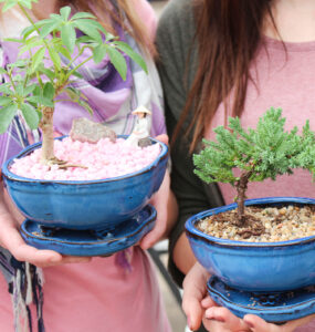 Salisbury Greenhouse-Bonsai for Beginners-bonsai beginners