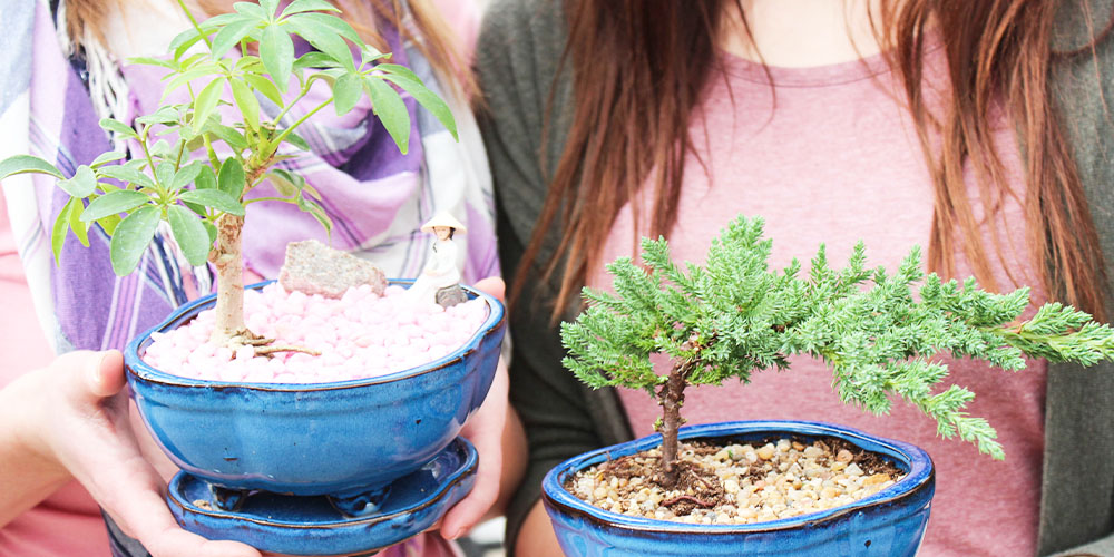 Salisbury Greenhouse-Bonsai for Beginners-class for bonsai beginners
