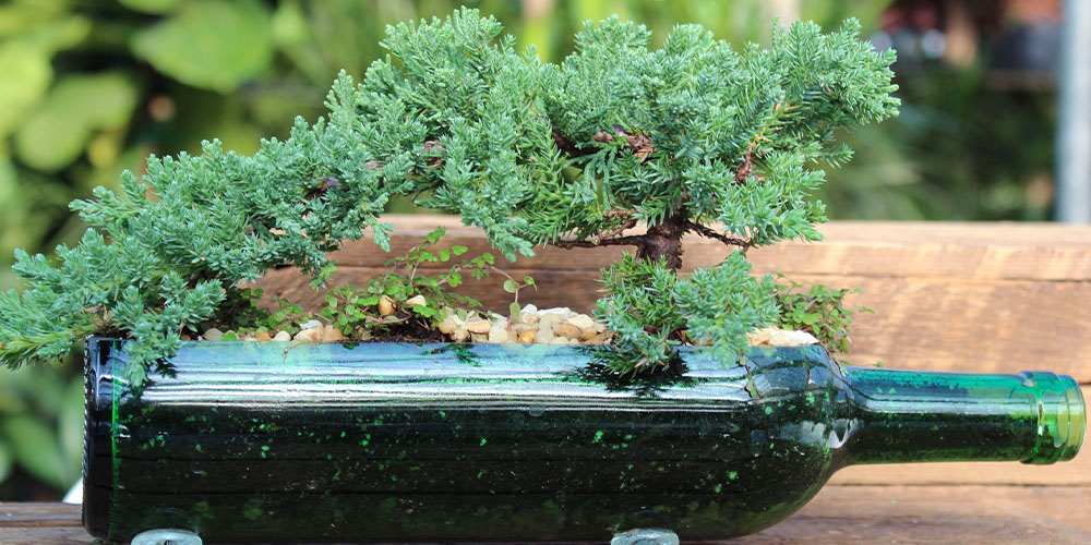 Salisbury Greenhouse-Bonsai for Beginners-juniper bonsai