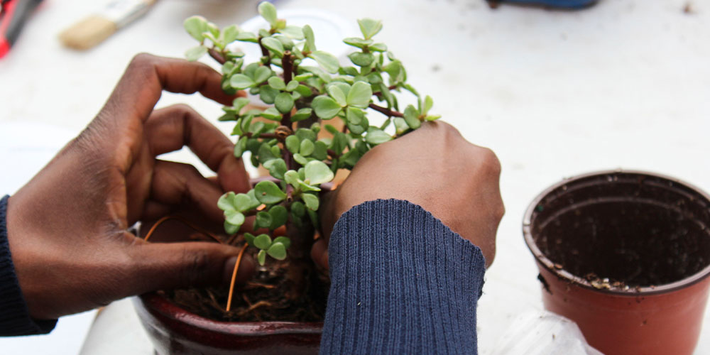 Salisbury Greenhouse-Bonsai for Beginners-small leaf jade bonsai