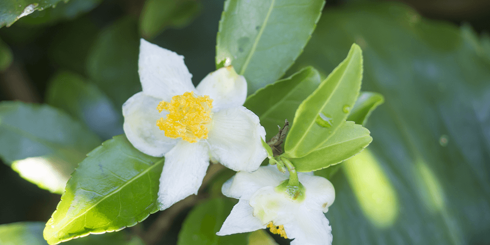 Salisbury Greenhouse Camellia Sinensis
