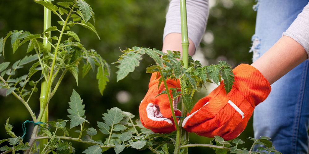Salisbury Greenhouse -Checking for Tomato Plant Diseases-staking tomato plant in garden