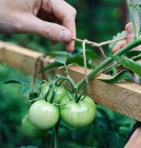 Salisbury Greenhouse -Checking for Tomato Plant Diseases- tomato plant support