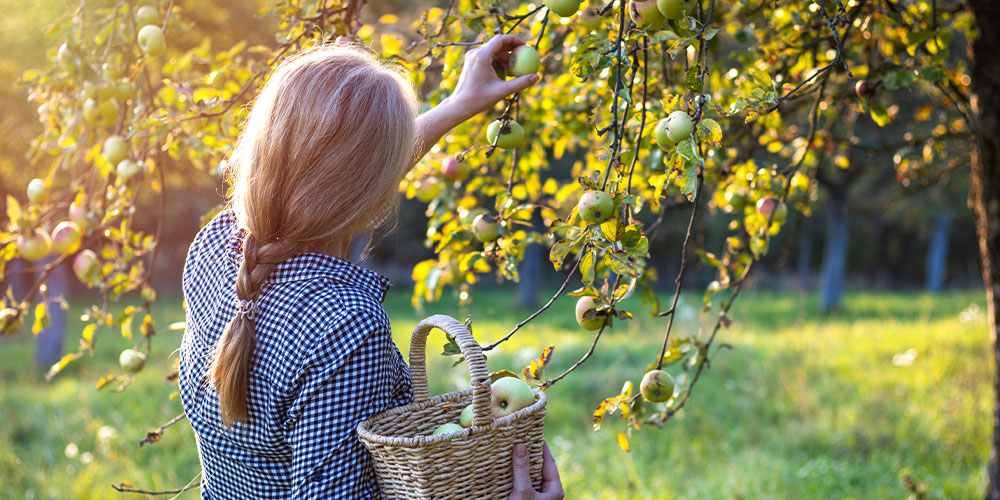 Salisbury Greenhouse -Edmonton Crop Harvest Guide-harvesting apple from tree
