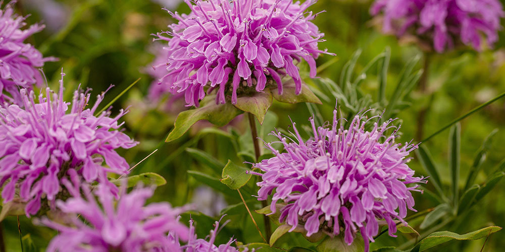 Salisbury Greenhouse -G A Buyers Guide to Perennials-monarda bee balm flowers