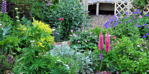 A Buyer's Guide to Choosing the Best Perennials for Your Garden ...