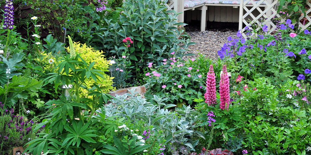 Salisbury Greenhouse -G A Buyers Guide to Perennials-perennial garden