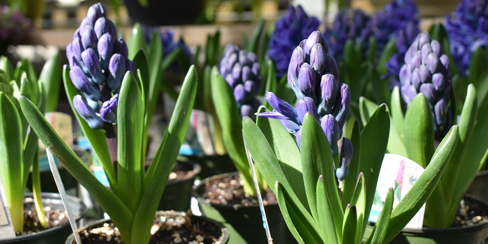 Salisbury Greenhouse- How to Design a Bulb Garden in Alberta-blooming hyacinth in pot