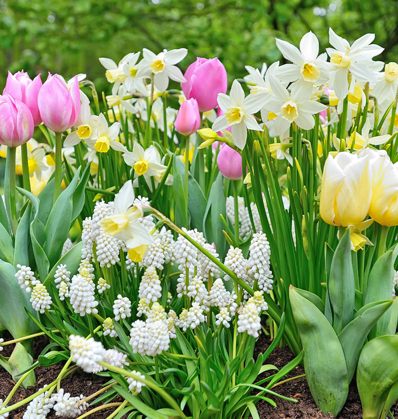 Salisbury Greenhouse- How to Design a Bulb Garden in Alberta-daffodil and tulips in garden
