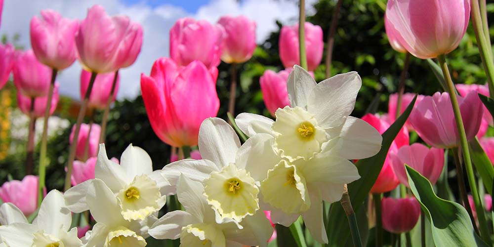 Salisbury Greenhouse- How to Design a Bulb Garden in Alberta--daffodils and tulips