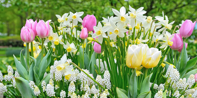 Salisbury Greenhouse- How to Design a Bulb Garden in Alberta--daffodils and tulips