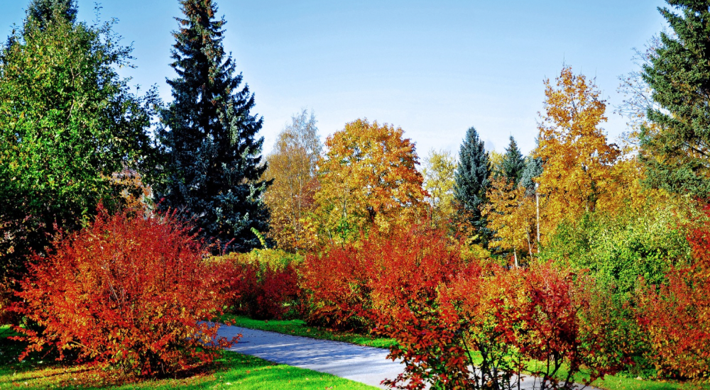 Salisbury Greenhouse-Sherwood Park-Alberta-5 Easy Ways To Bring Fall Colour To Your Landscape-Fall Trees and Shrubs