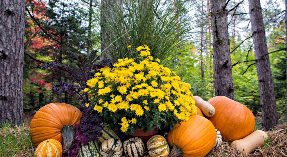Salisbury Greenhouse-Sherwood Park-Alberta-5 Easy Ways To Bring Fall Colour To Your Landscape-Mums in Planter