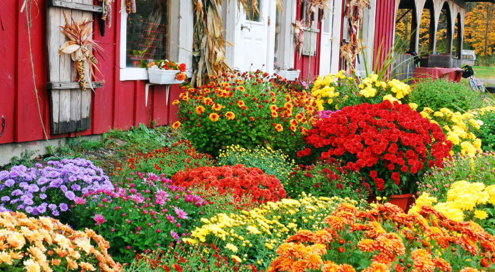 Salisbury Greenhouse-Sherwood Park-Alberta-5 Easy Ways To Bring Fall Colour To Your Landscape-Mums in Porch