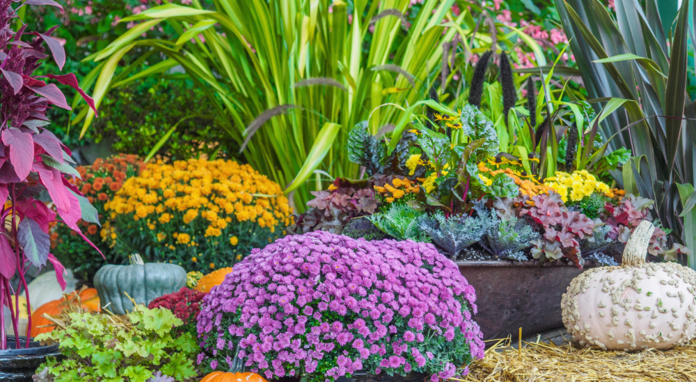 Salisbury Greenhouse-Sherwood Park-Alberta-5 Easy Ways To Bring Fall Colour To Your Landscape-Refresh Fall Garden Bed