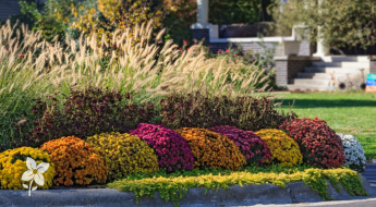 Salisbury Greenhouse-Sherwood Park-Alberta-5 Easy Ways To Bring Fall Colour To Your Landscape—Hero