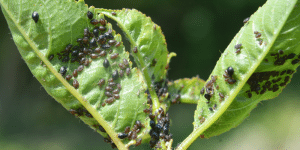 Salisbury Greenhouse-Sherwood Park-Alberta-Aphids-aphid infestation on leaf