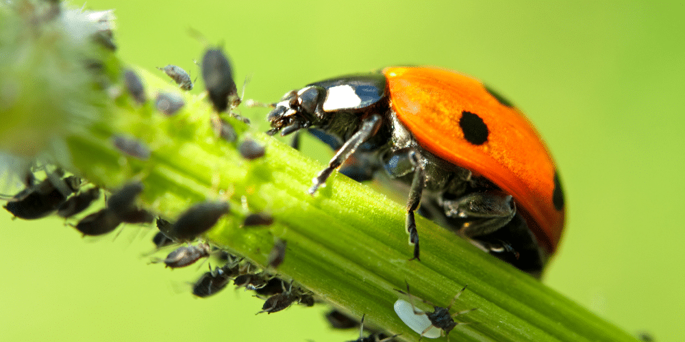 Salisbury Greenhouse-Sherwood Park-Alberta-Aphids-ladybug on leaf eating aphids