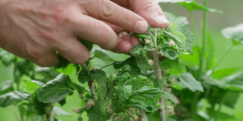 Salisbury Greenhouse-Sherwood Park-Alberta-Aphids-person inspecting garden with pests