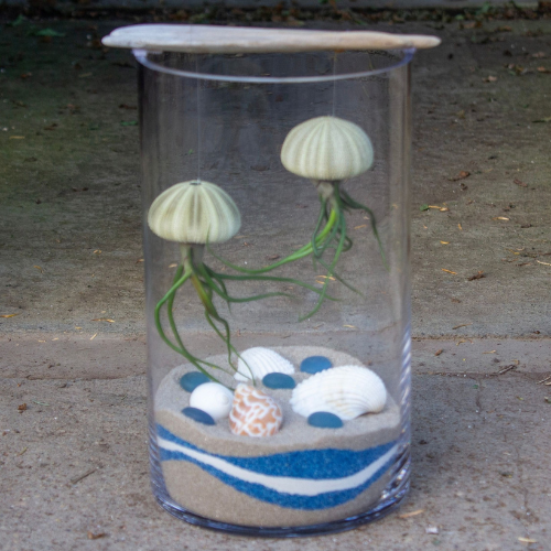 Salisbury Greenhouse-Sherwood Park-Alberta- April workshops 2026-jellyfish terrarium