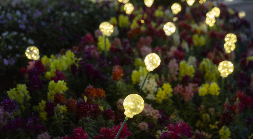 Salisbury Greenhouse-Sherwood Park-Alberta-Atmospheric Nighttime Lighting-Solar Lights Garden