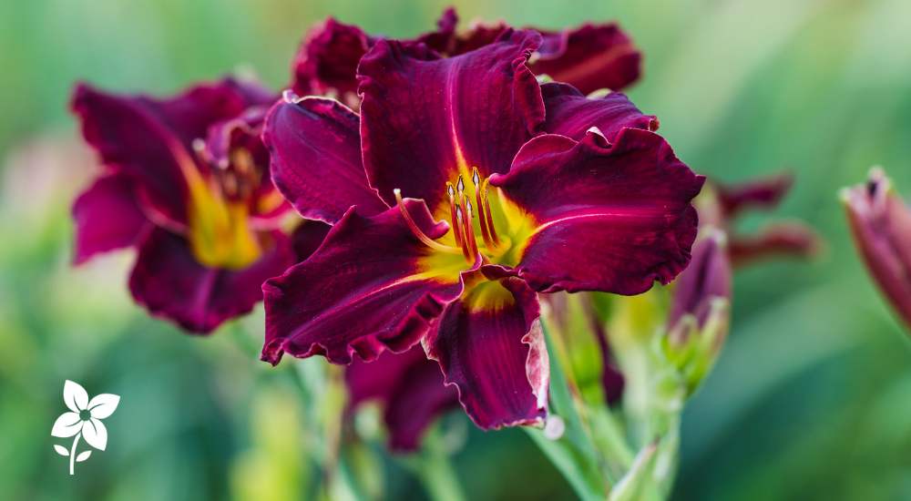 Salisbury Greenhouse-Sherwood Park-Alberta-Best Low-Maintenance Plants-daylilies burgundy