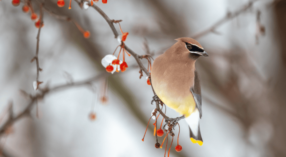 Salisbury Greenhouse Sherwood Park -Alberta Creating a Winter Friendly Backyard for Alberta - Birds Berry Producing Tree
