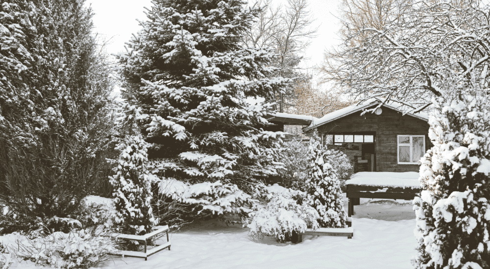 Salisbury Greenhouse - Sherwood Park Alberta Creating a Winter Friendly Backyard for Alberta Birds - Creating Shelter for Winter Winds
