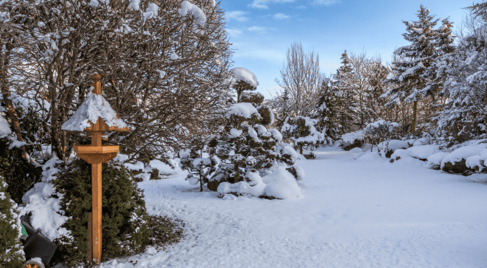 Salisbury Greenhouse Sherwood Park Alberta Creating a Winter Friendly Backyard for Alberta Birds Designing Backyard for Birds and People