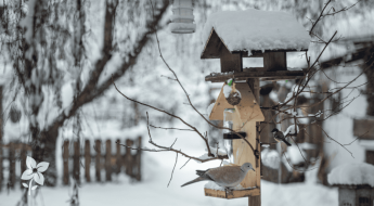Salisbury Greenhouse Sherwood Park Alberta Creating a Winter Friendly Backyard for Alberta Birds - Hero