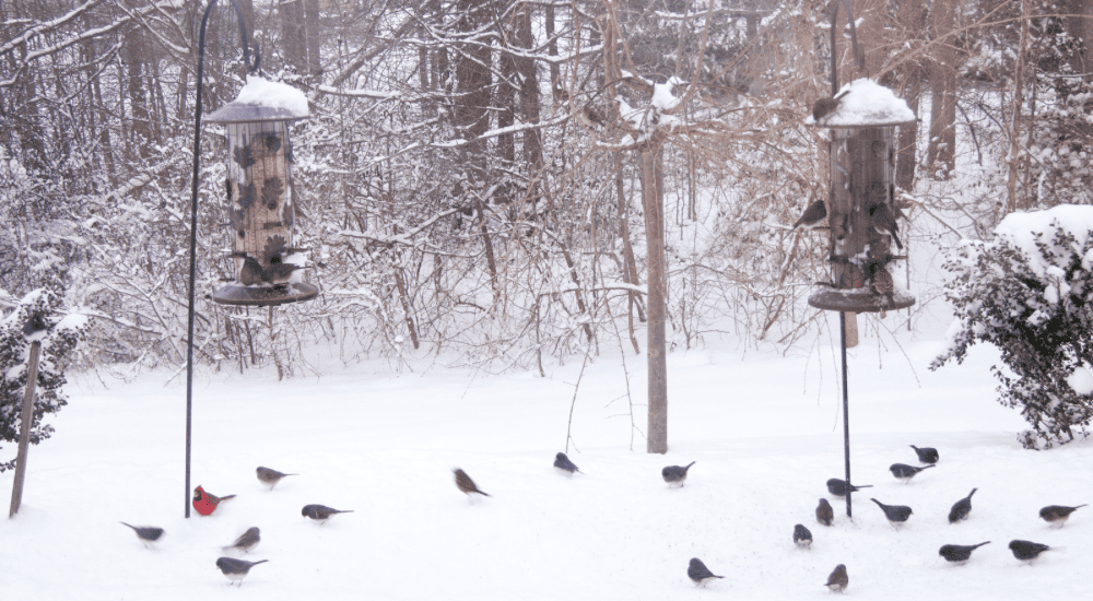 Salisbury Greenhouse Sherwood Park Alberta Creating a Winter Friendly Backyard for Alberta Birds Reliable Food for Birds